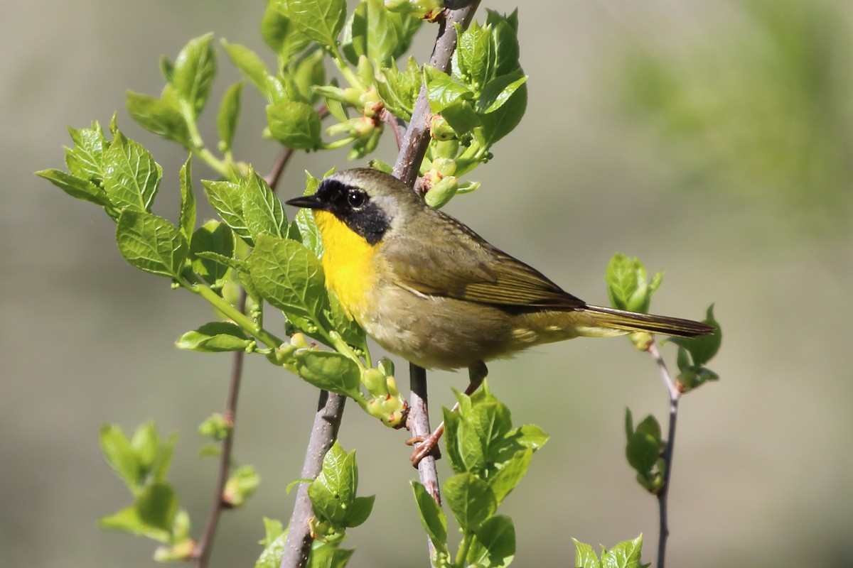 Common Yellowthroat - ML576749721