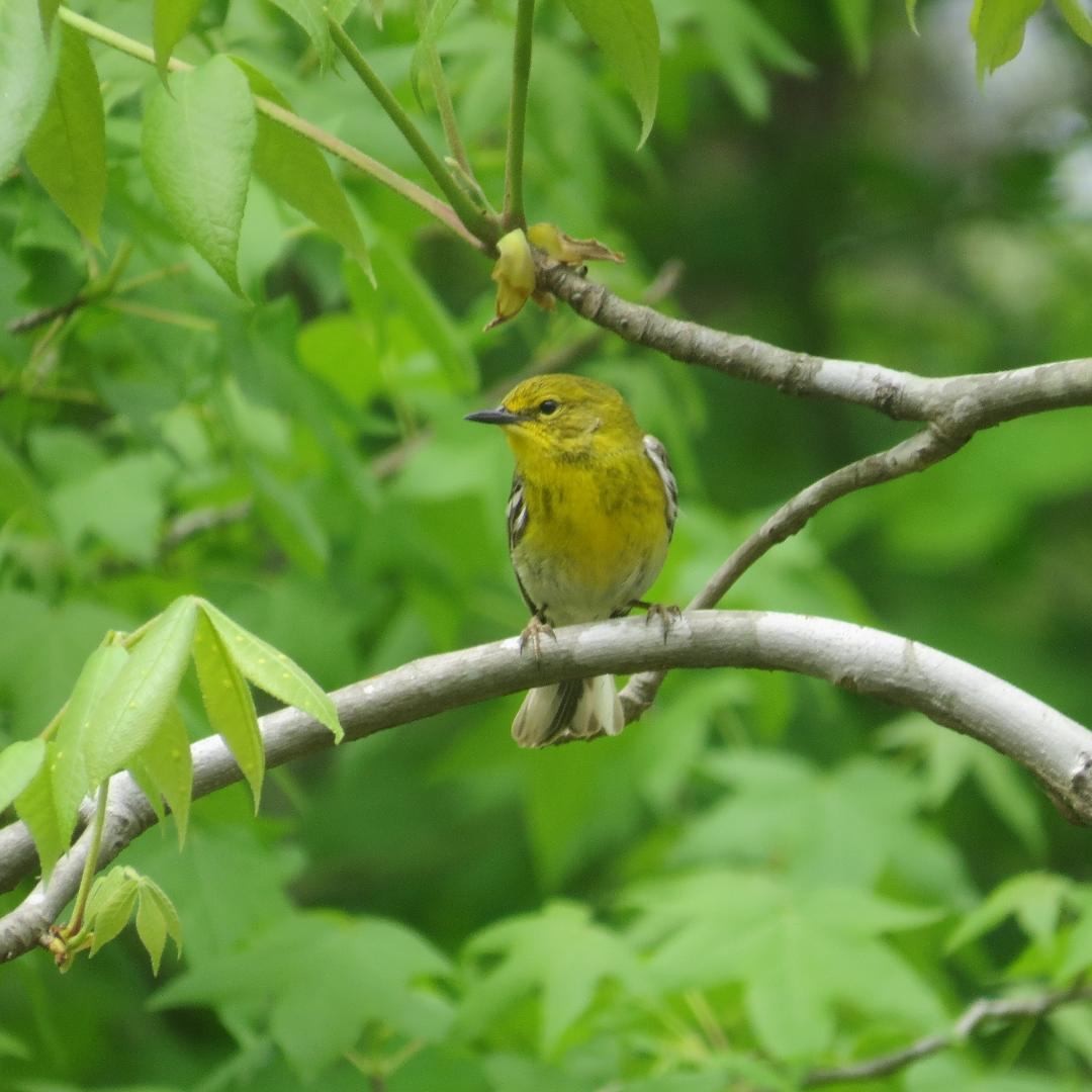 Pine Warbler - ML576749781