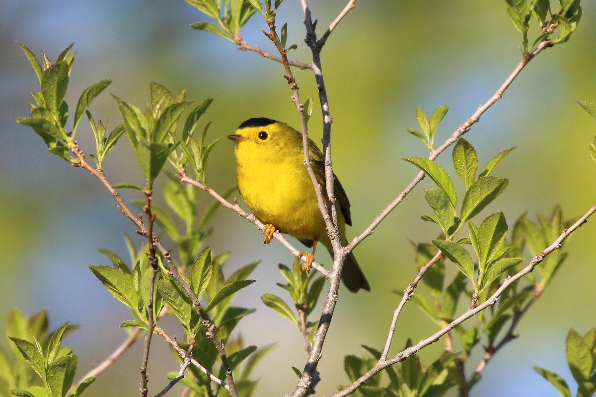 Wilson's Warbler - ML576750181