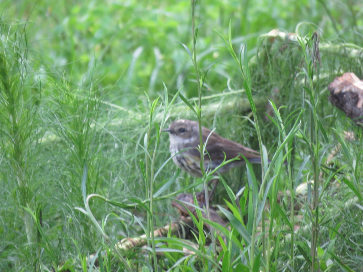 Пісняр-лісовик жовтогузий (підвид coronata) - ML576751411