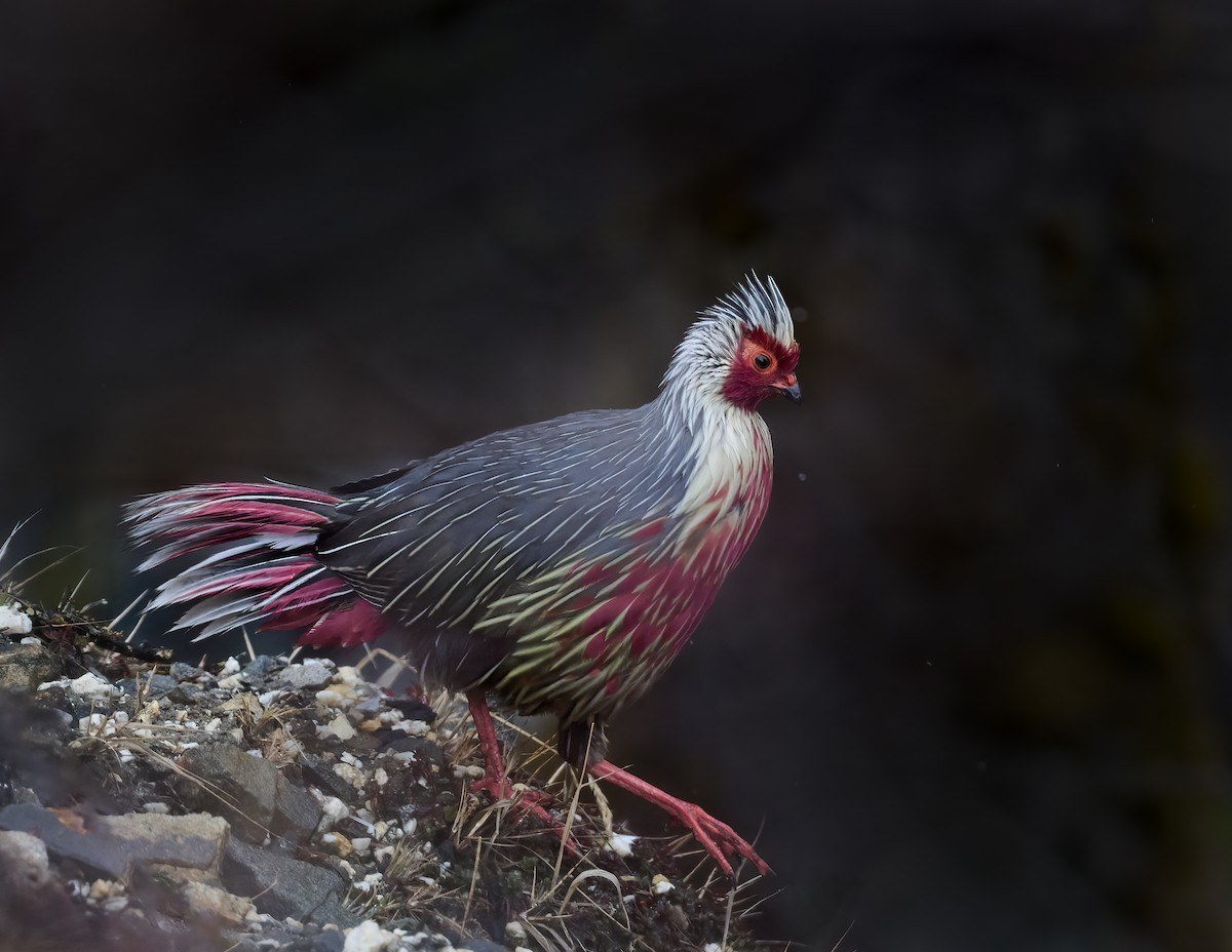 Blood Pheasant - ML576751571