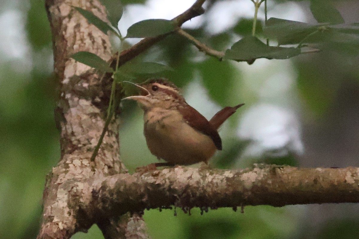 Carolina Wren - ML576751581