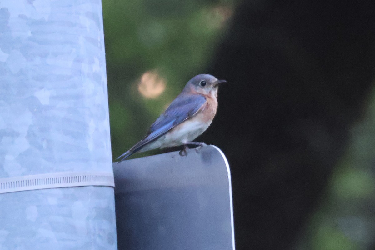 Eastern Bluebird - ML576751821