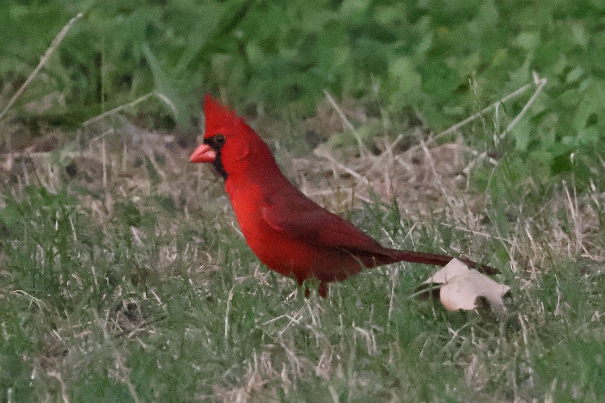 Kardinal arrunta - ML576751861