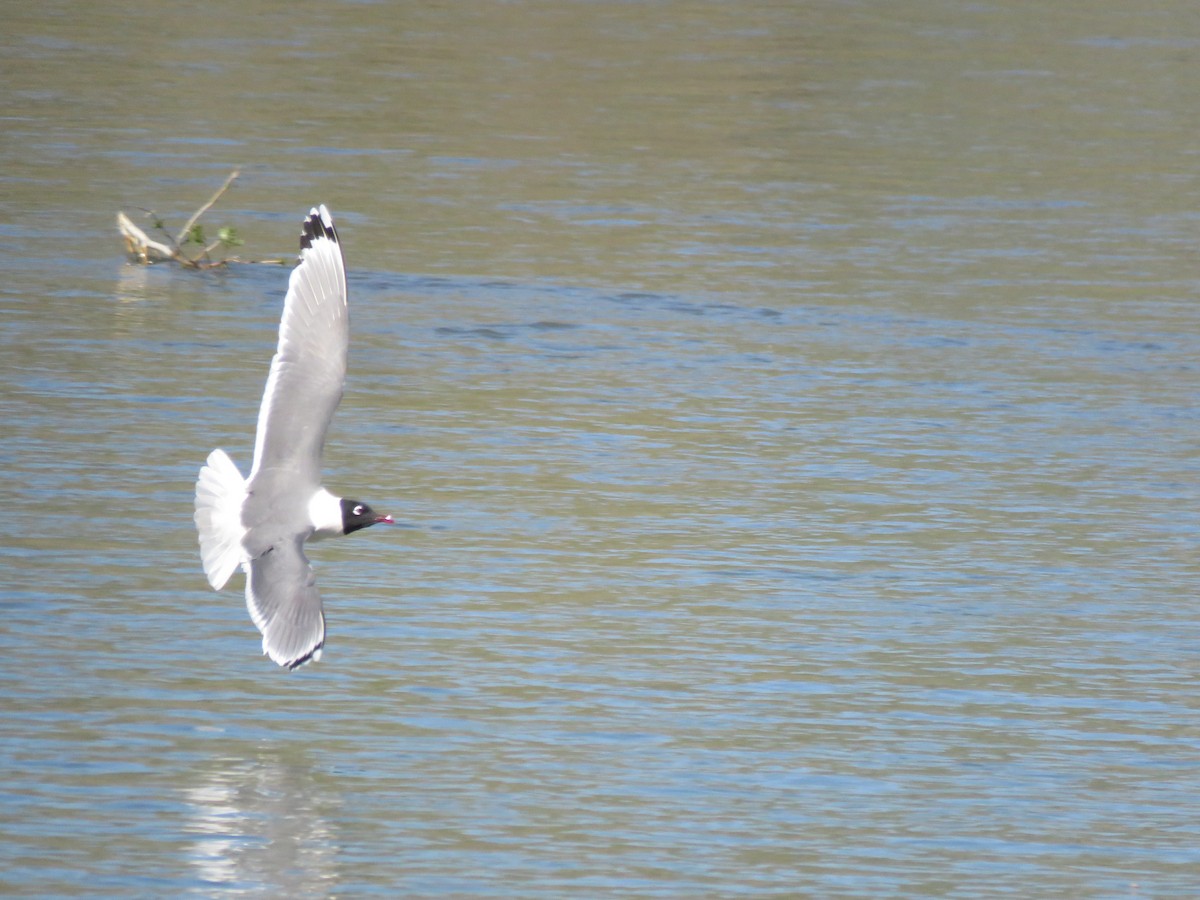 Franklin's Gull - ML576753271