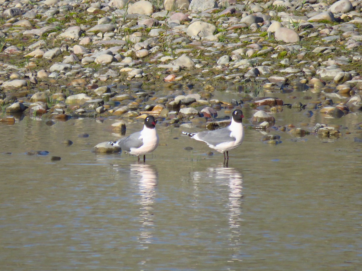 Franklin's Gull - ML576753291