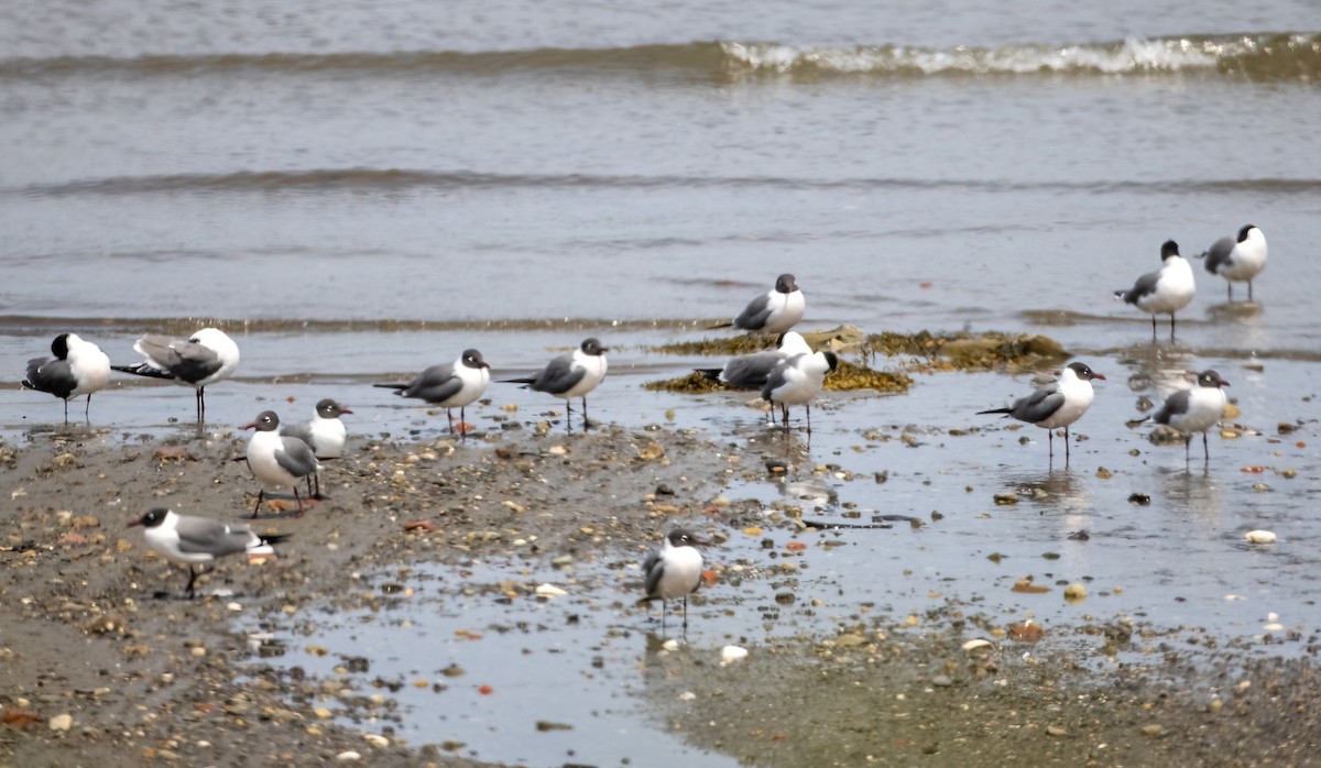 Laughing Gull - ML576753311