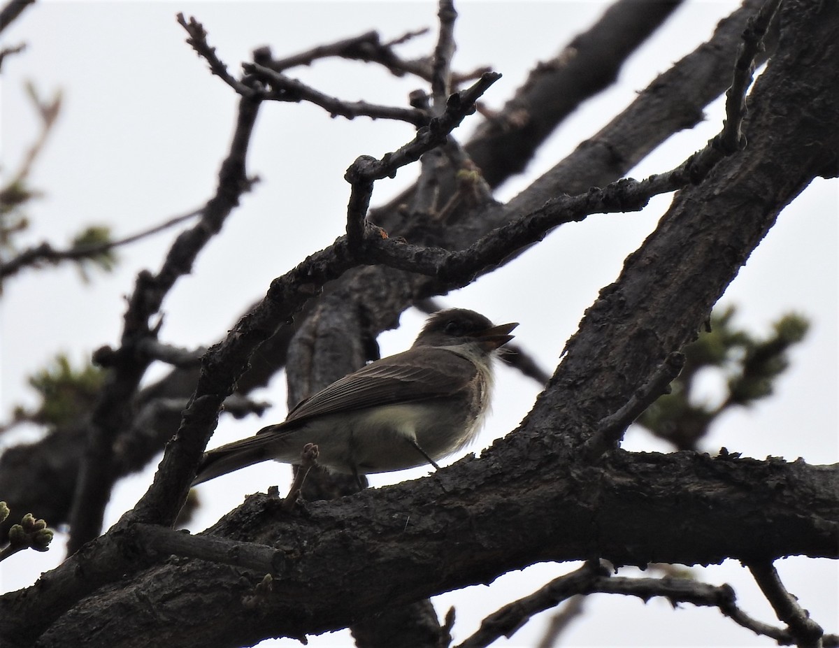 Eastern Phoebe - ML576754561