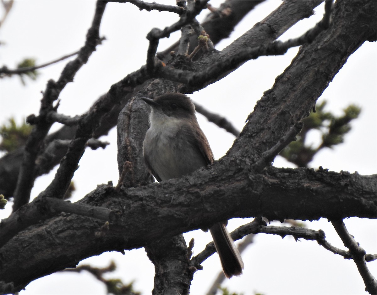 Eastern Phoebe - ML576754601