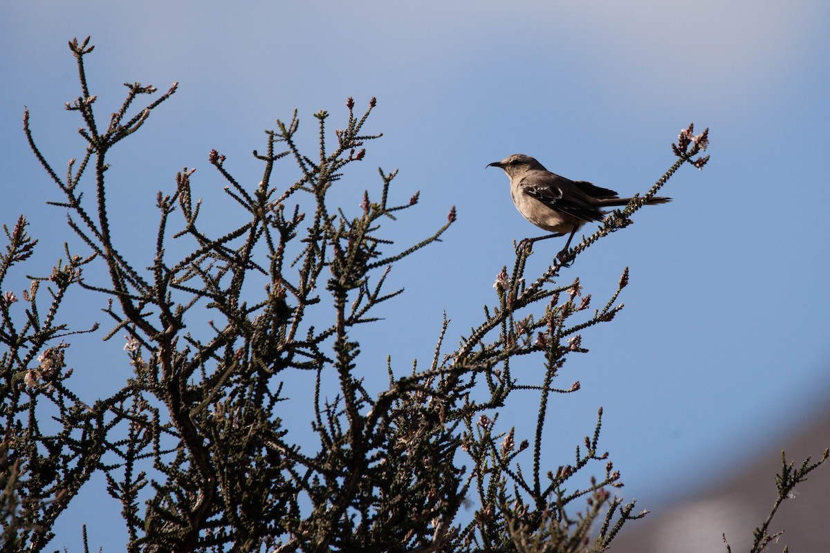 Patagonian Mockingbird - ML576754881