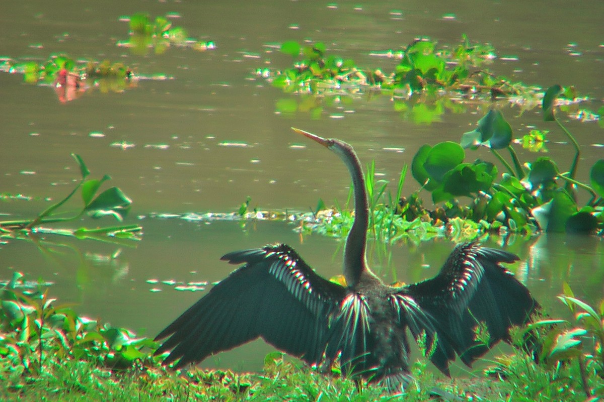 Oriental Darter - ML576755061