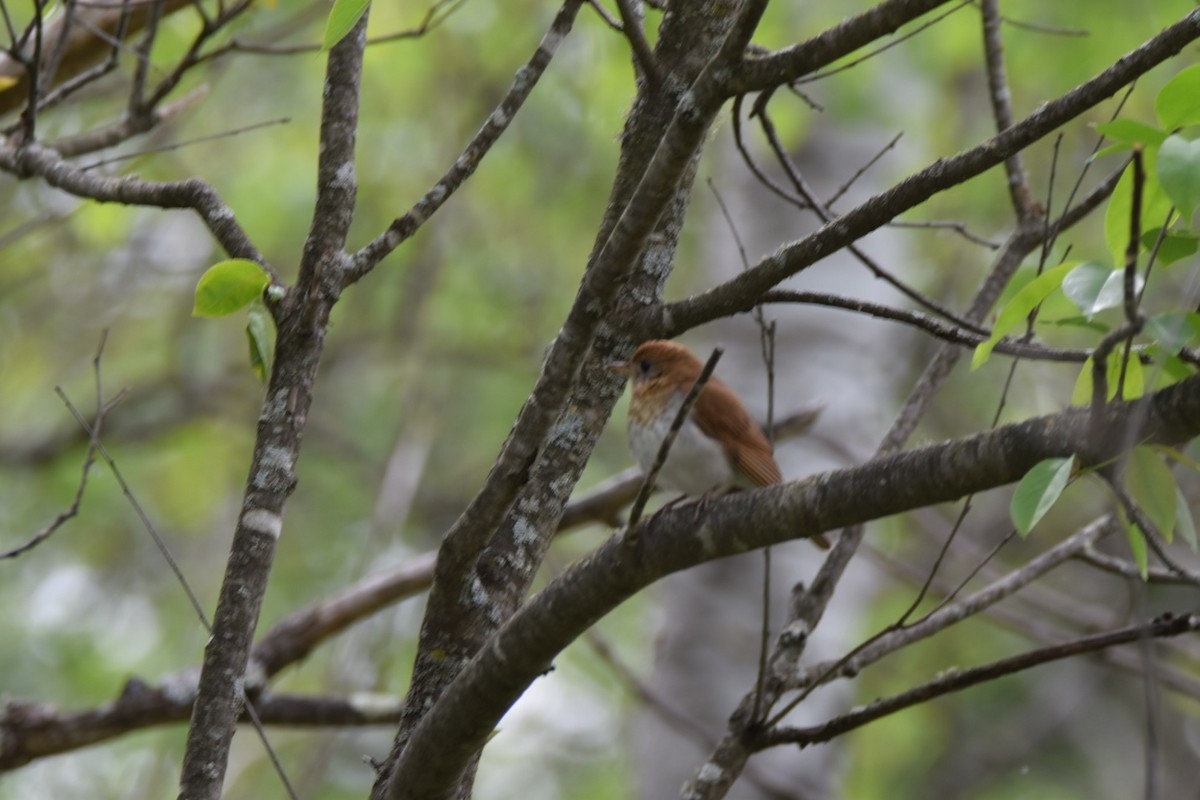 Veery - ML576755661