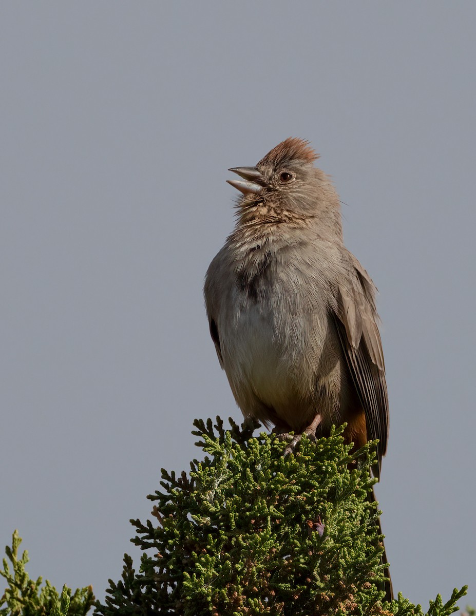 Canyon Towhee - ML576755721