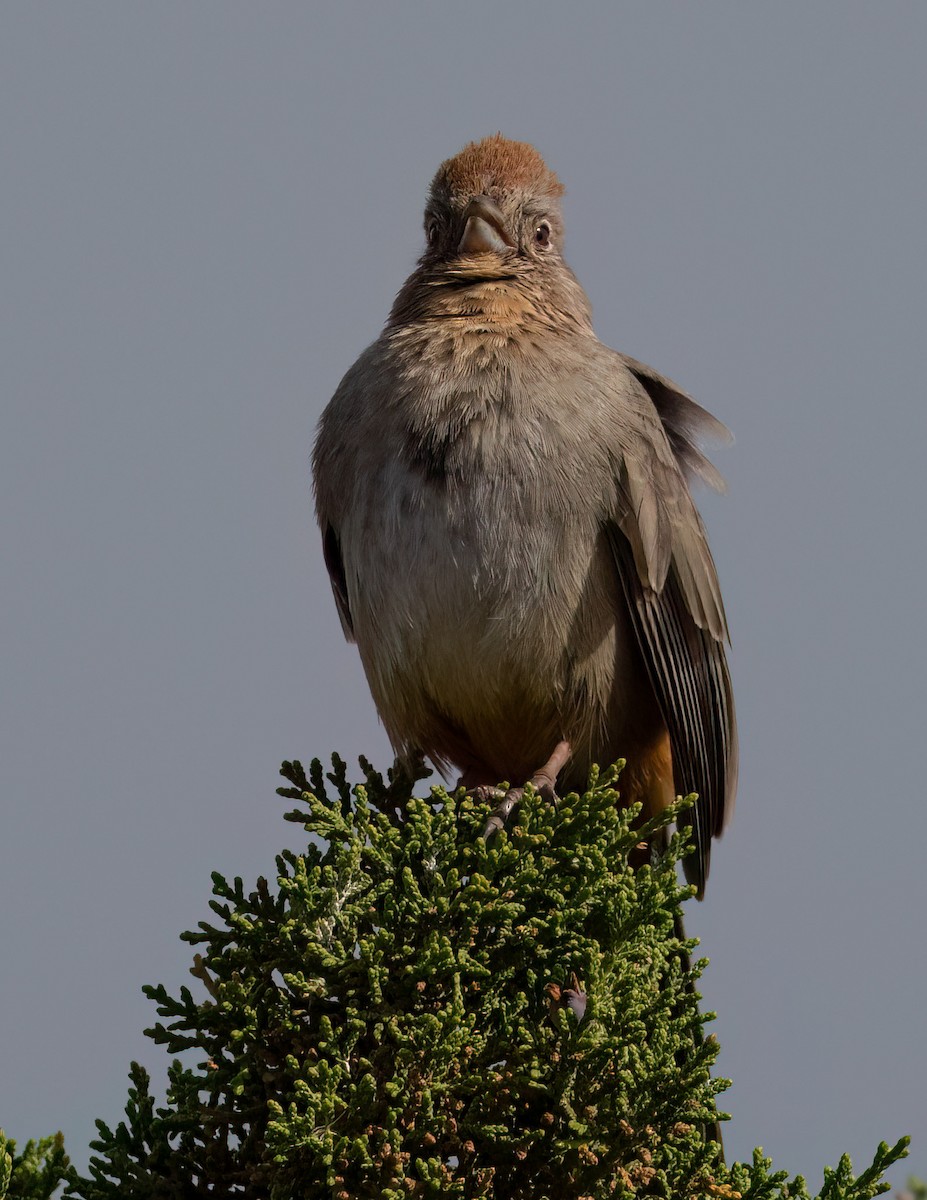 Canyon Towhee - ML576755731