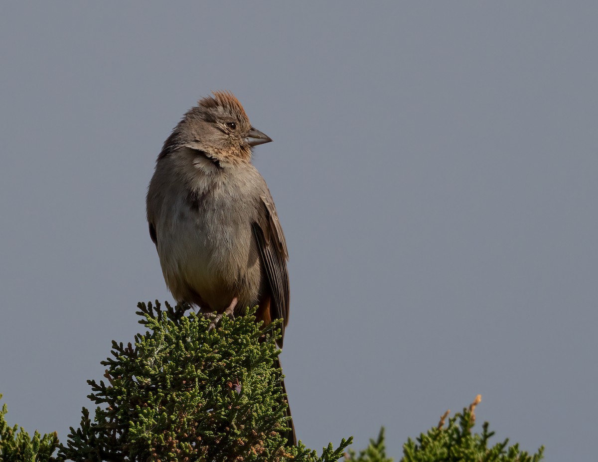 Canyon Towhee - ML576755741