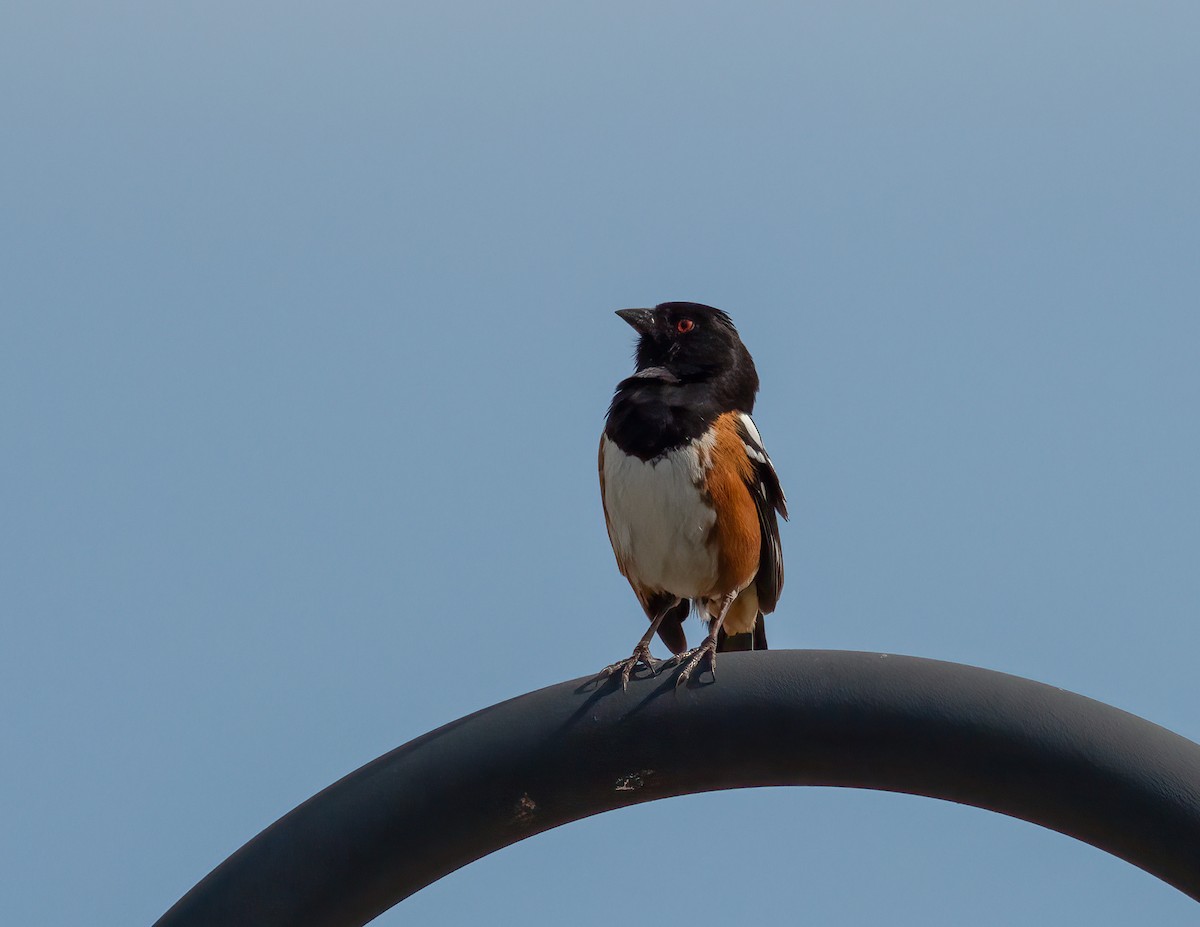 Spotted Towhee - ML576755761