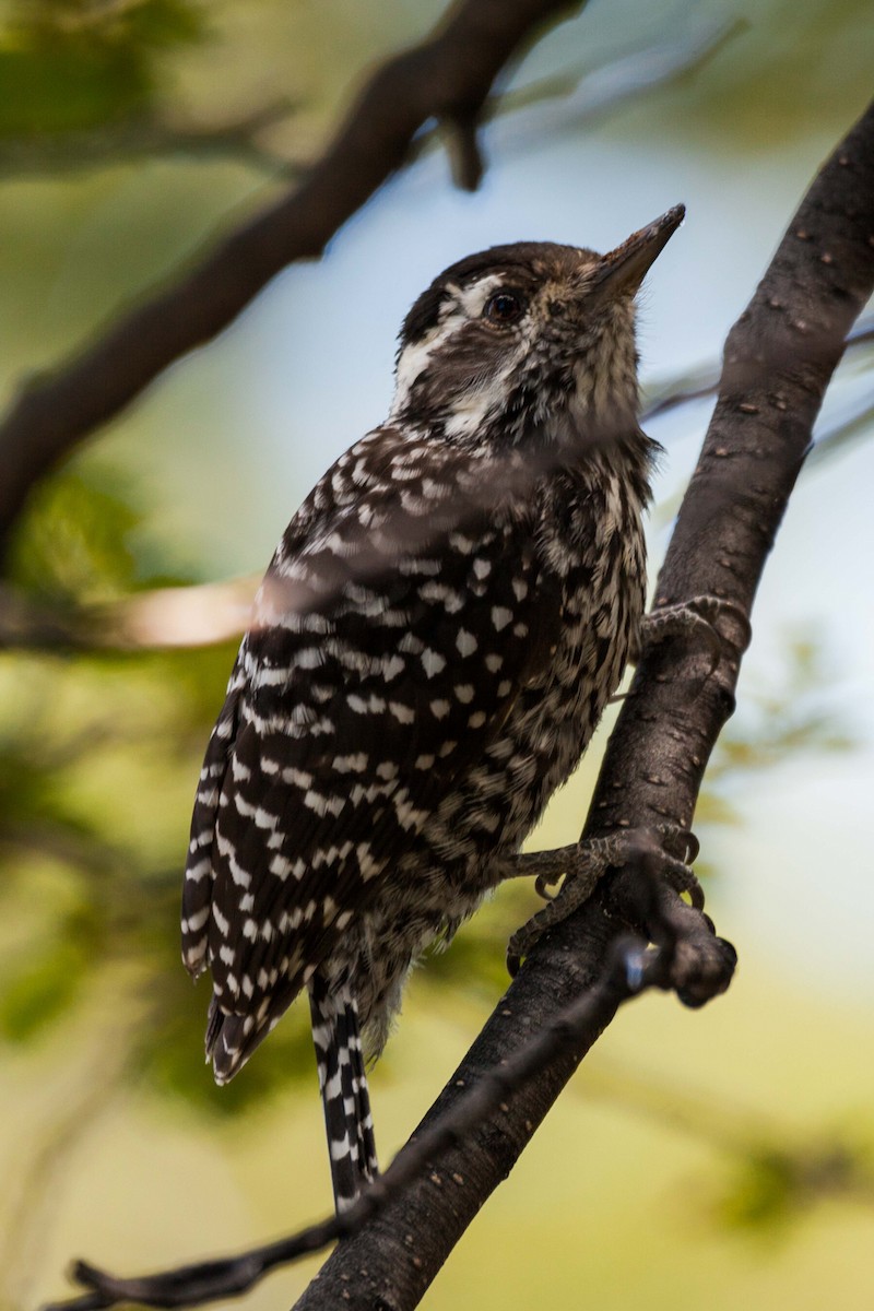 Striped Woodpecker - Eduardo Minte