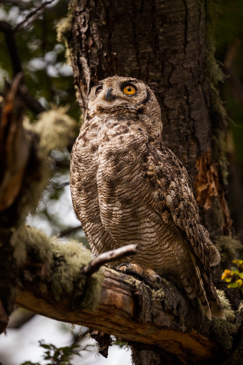Lesser Horned Owl - ML576756881