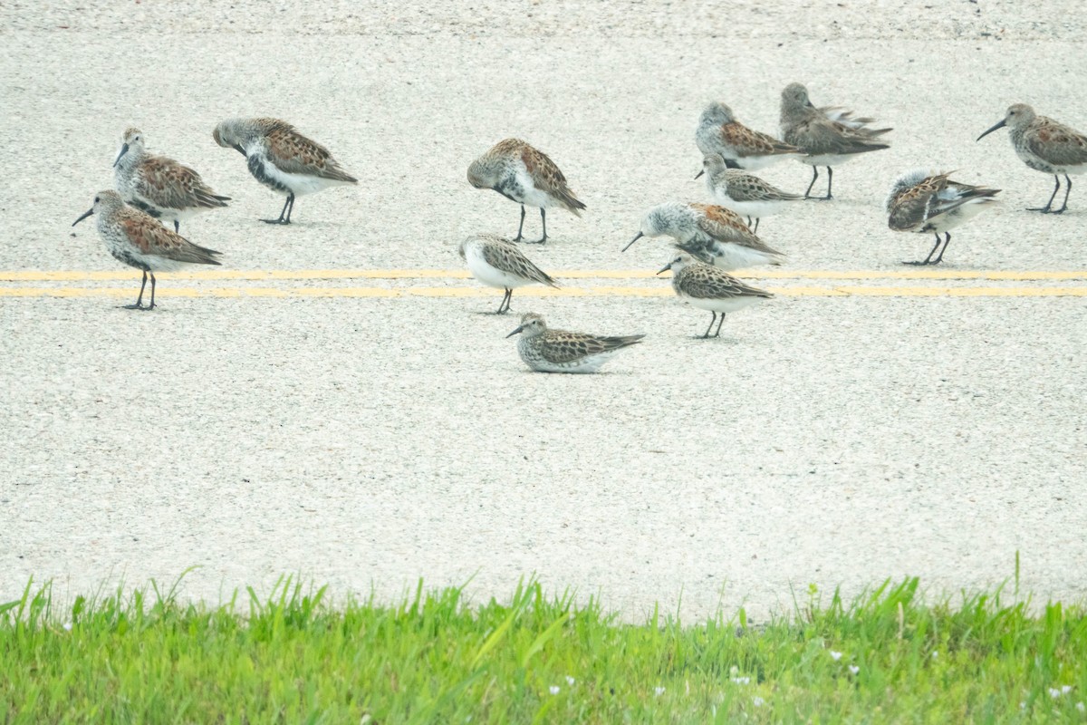 White-rumped Sandpiper - ML576757041