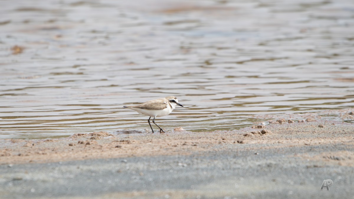 hvitbrystlo - ML576757311