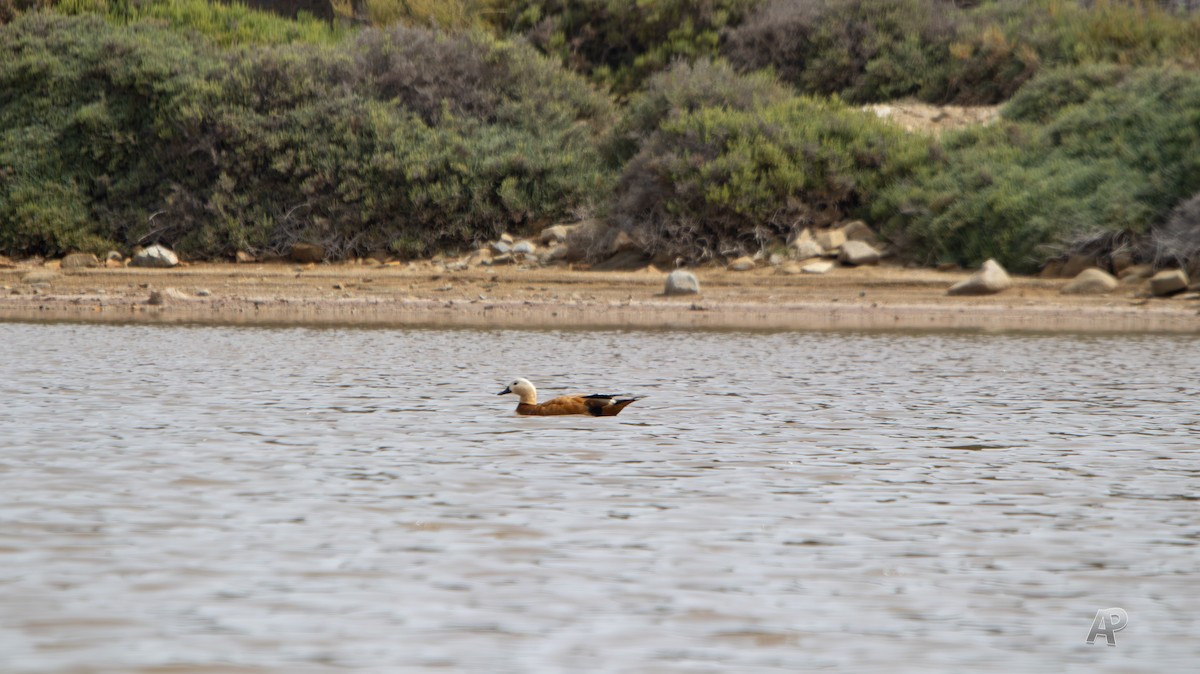 rustand - ML576757541