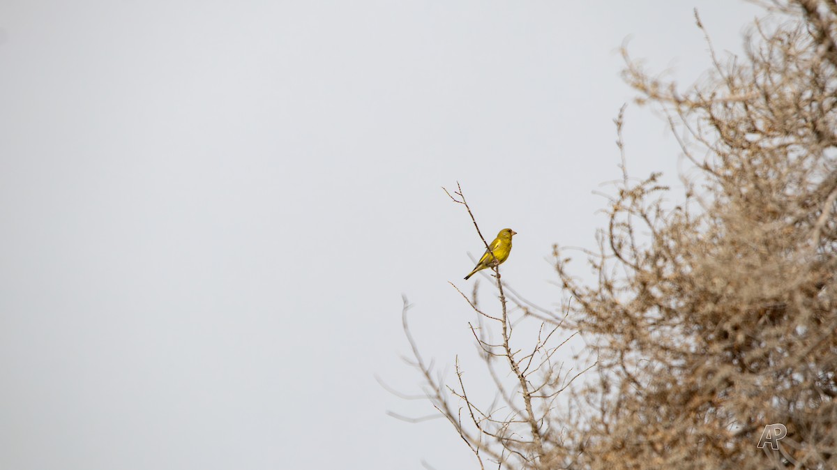 grønnfink - ML576757621