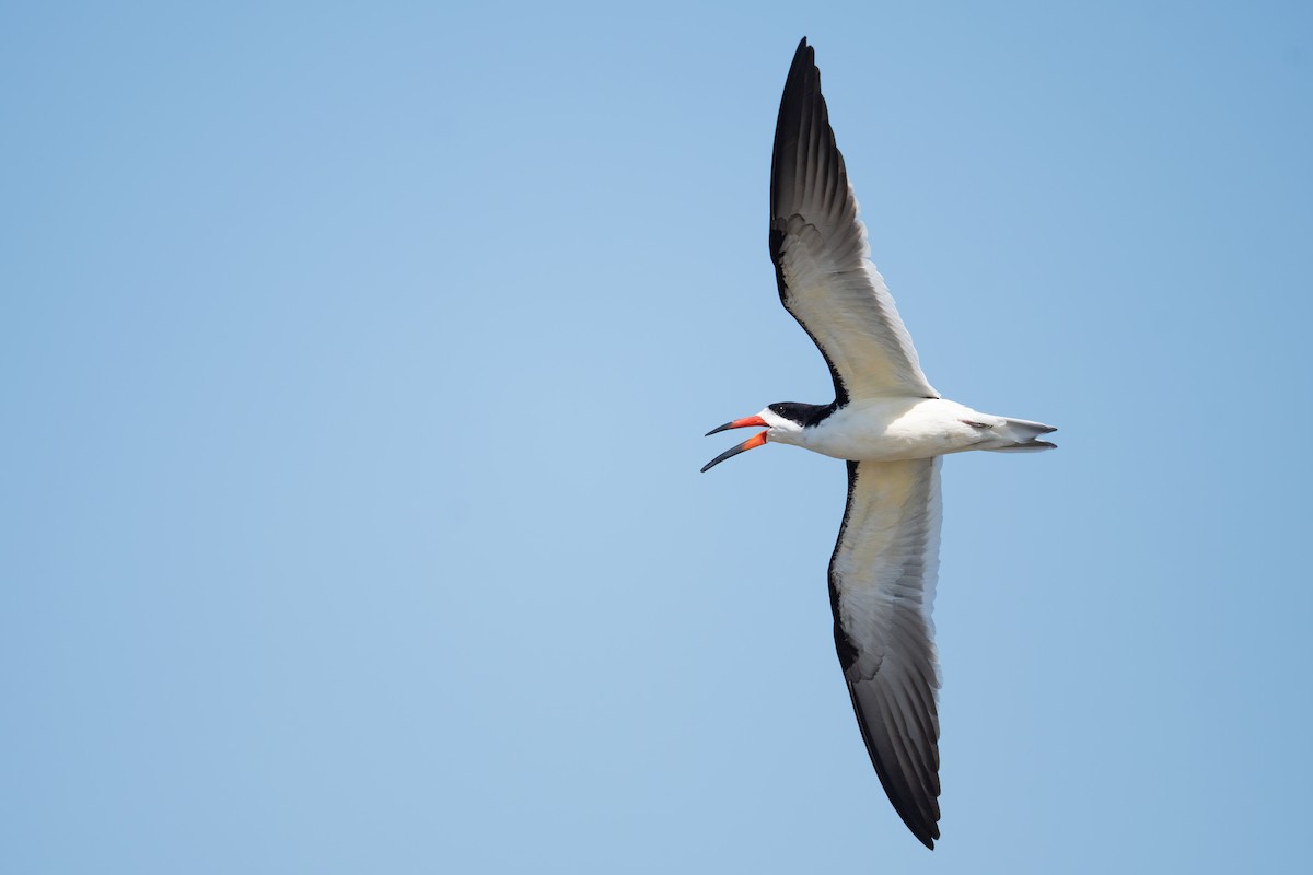 Black Skimmer - ML576759271