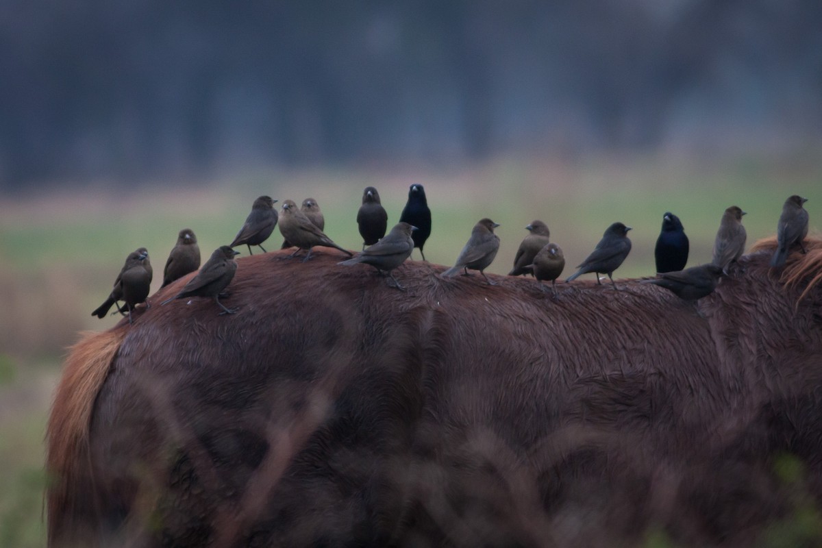 Shiny Cowbird - ML576759981