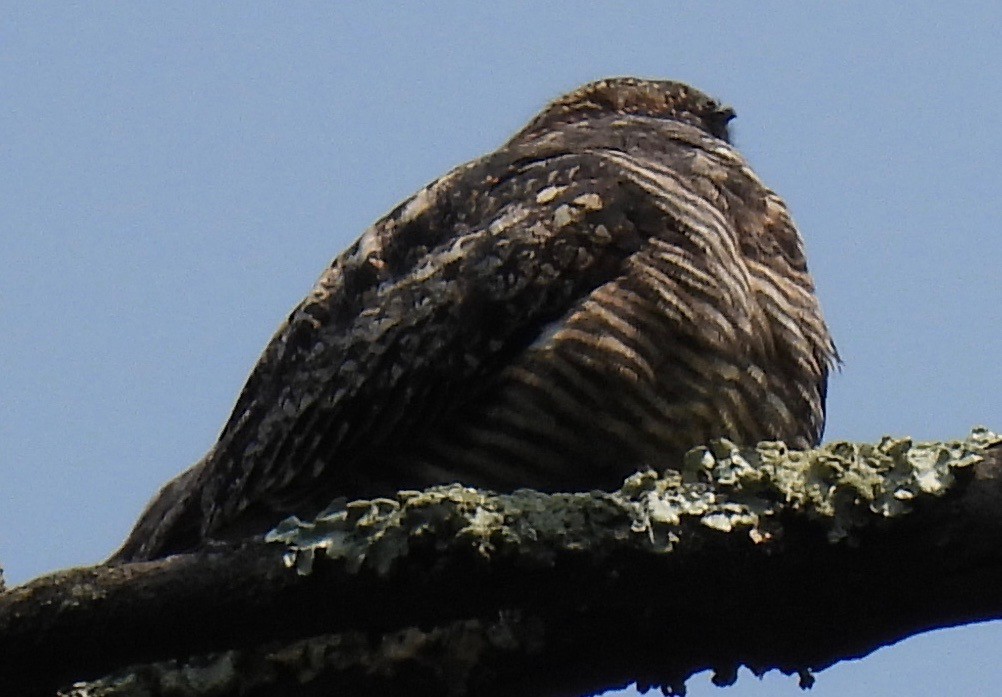 Common Nighthawk - Peggy Maslow