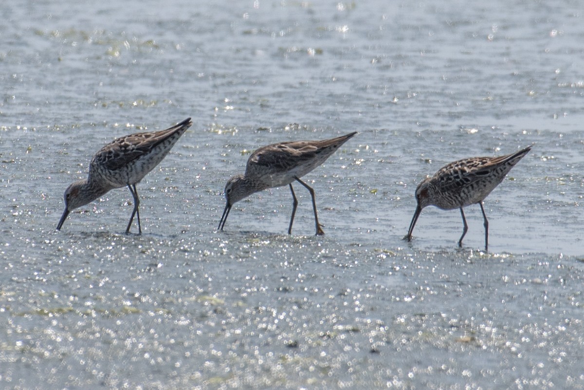 Stilt Sandpiper - ML57676041