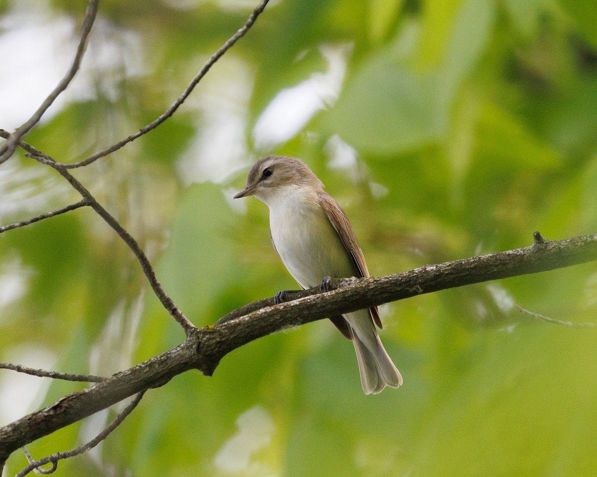 Warbling Vireo - ML576760901