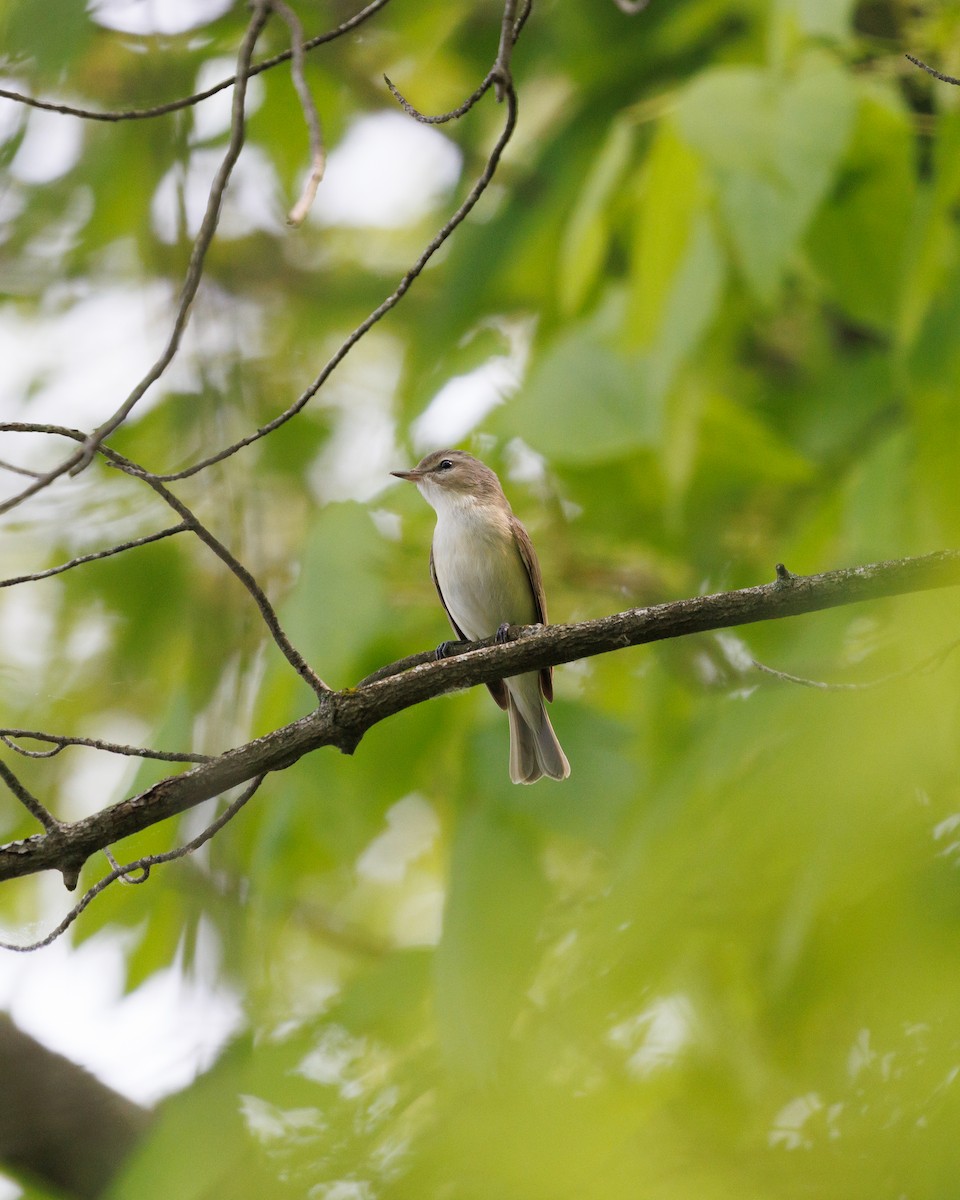 Warbling Vireo - ML576760911