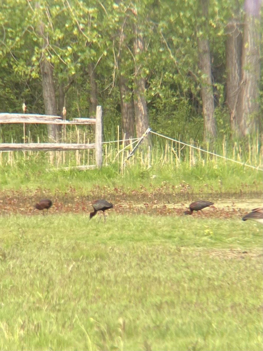 Glossy Ibis - ML576763131