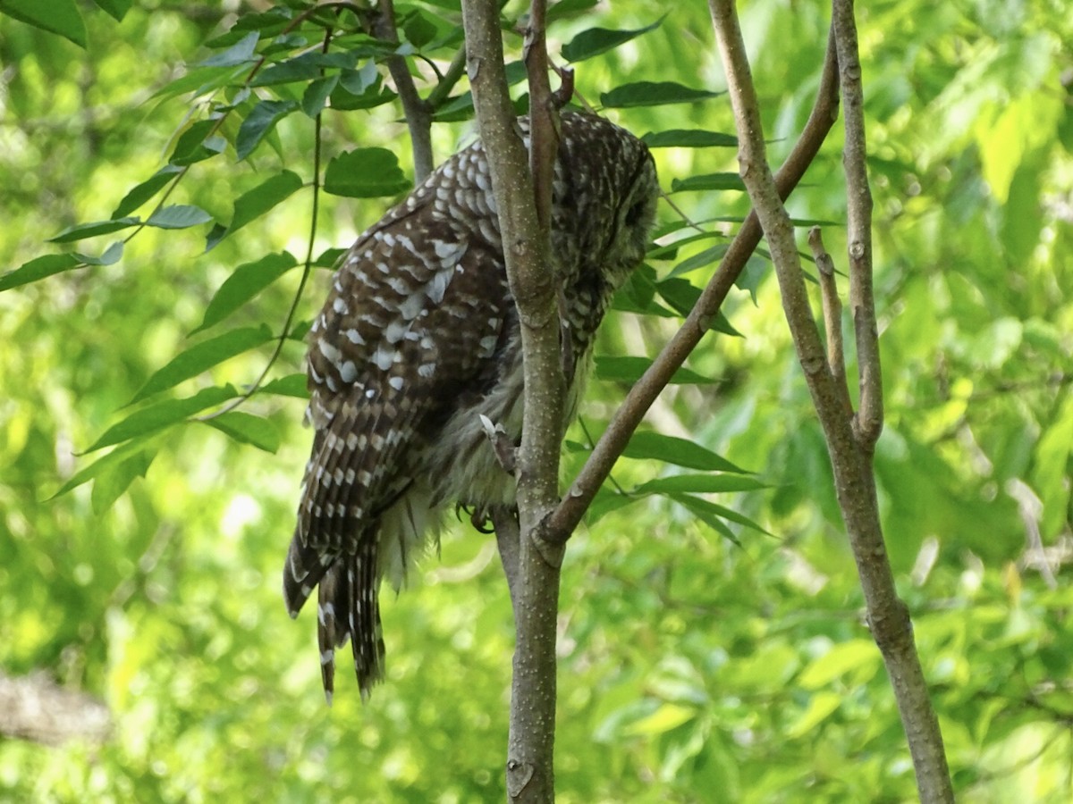 Barred Owl - ML576764811