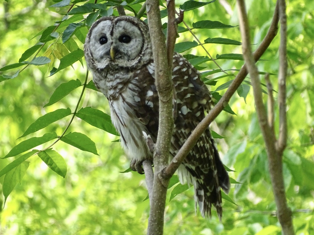 Barred Owl - ML576764821
