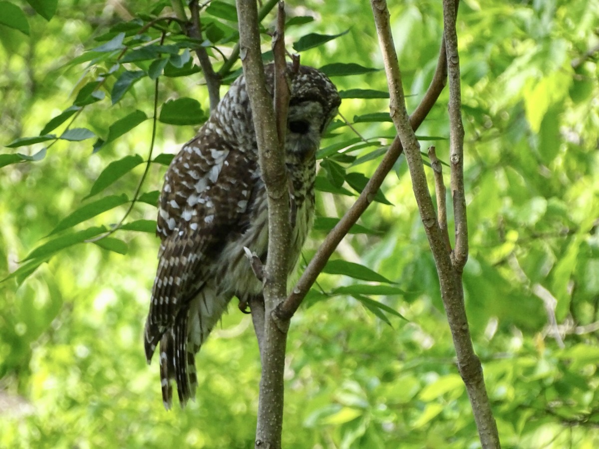 Barred Owl - ML576764831