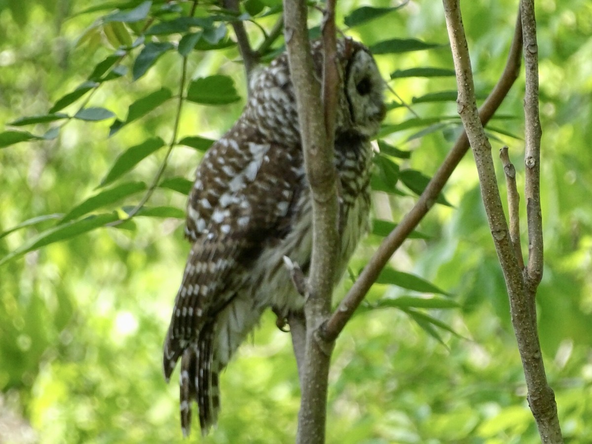 Barred Owl - ML576764841