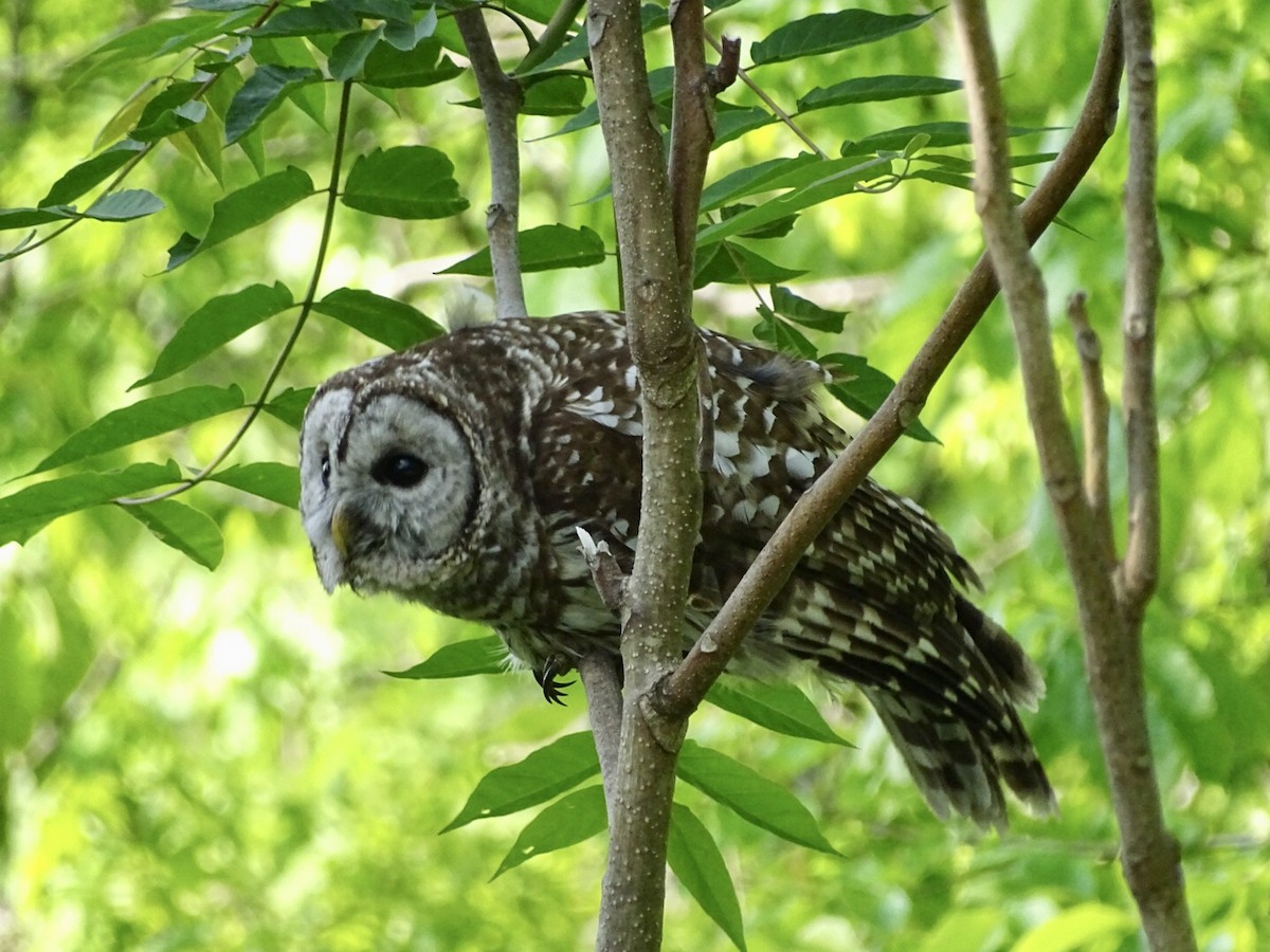 Barred Owl - ML576764851