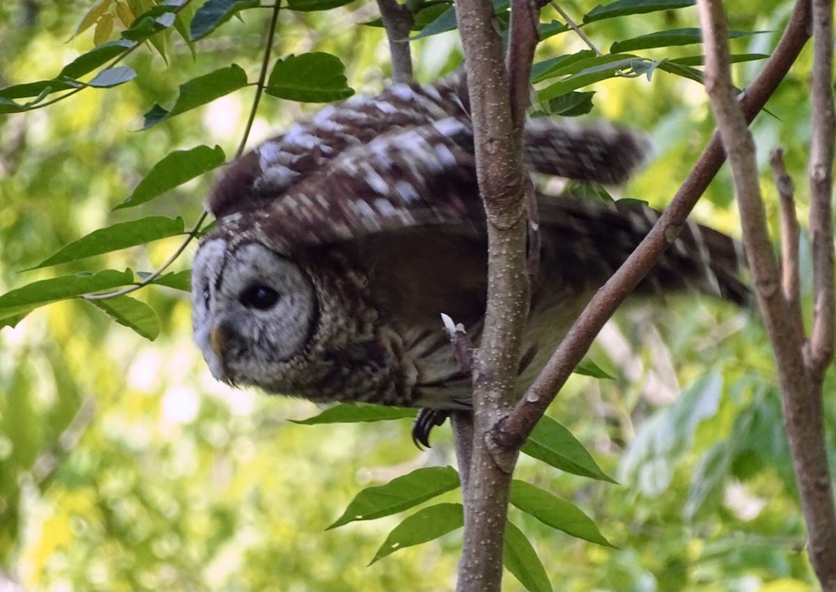 Barred Owl - ML576764861