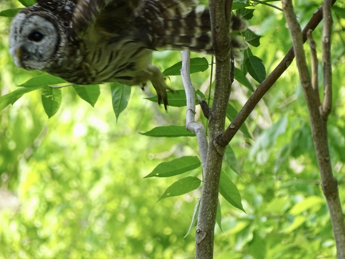 Barred Owl - ML576764871