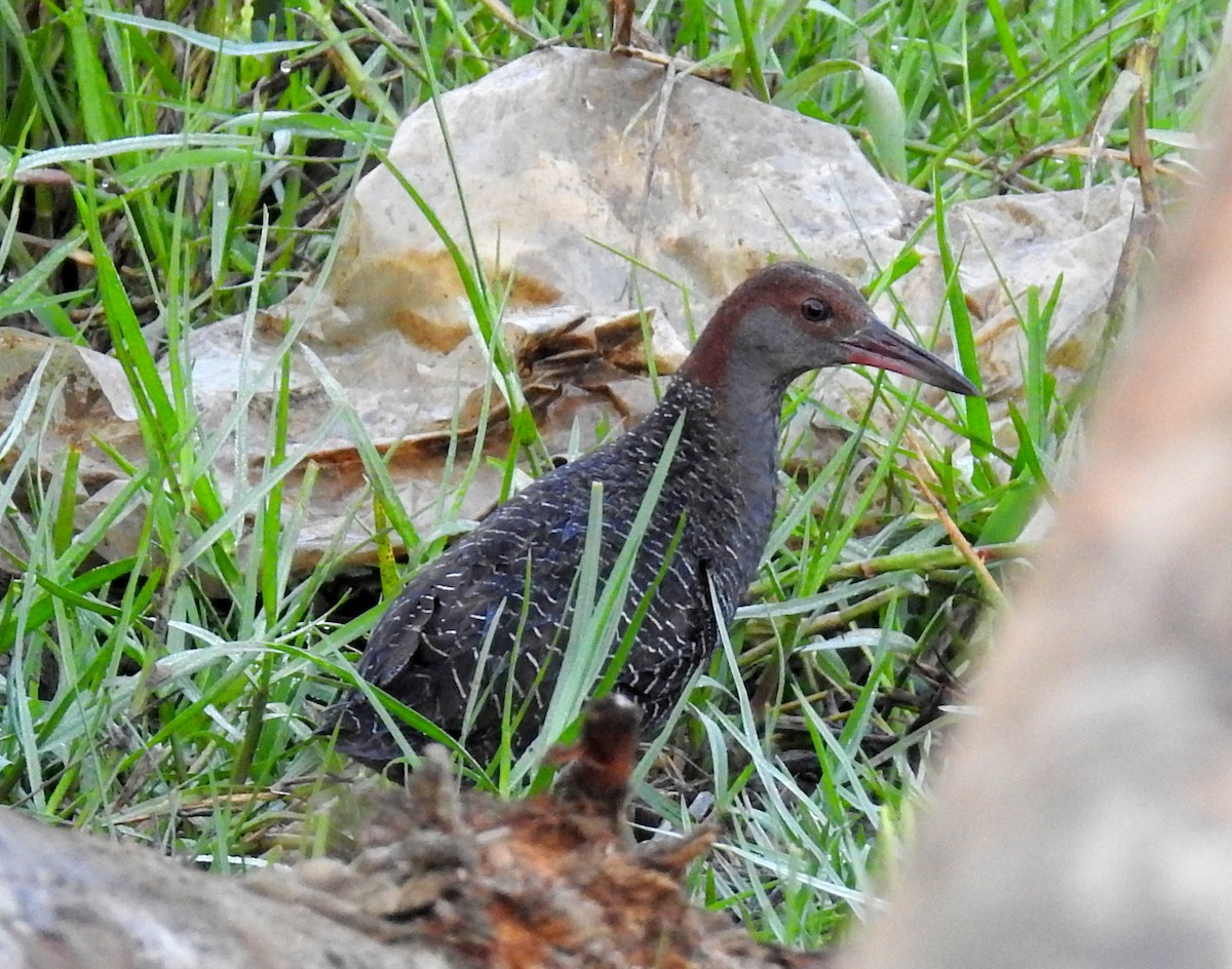 Slaty-breasted Rail - ML576765291