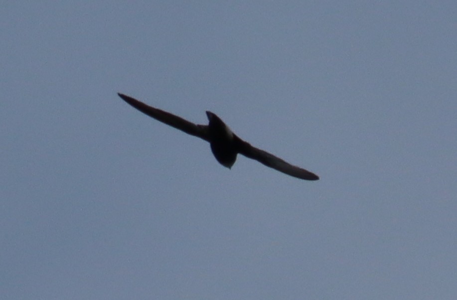 small swift sp. - ML576765381