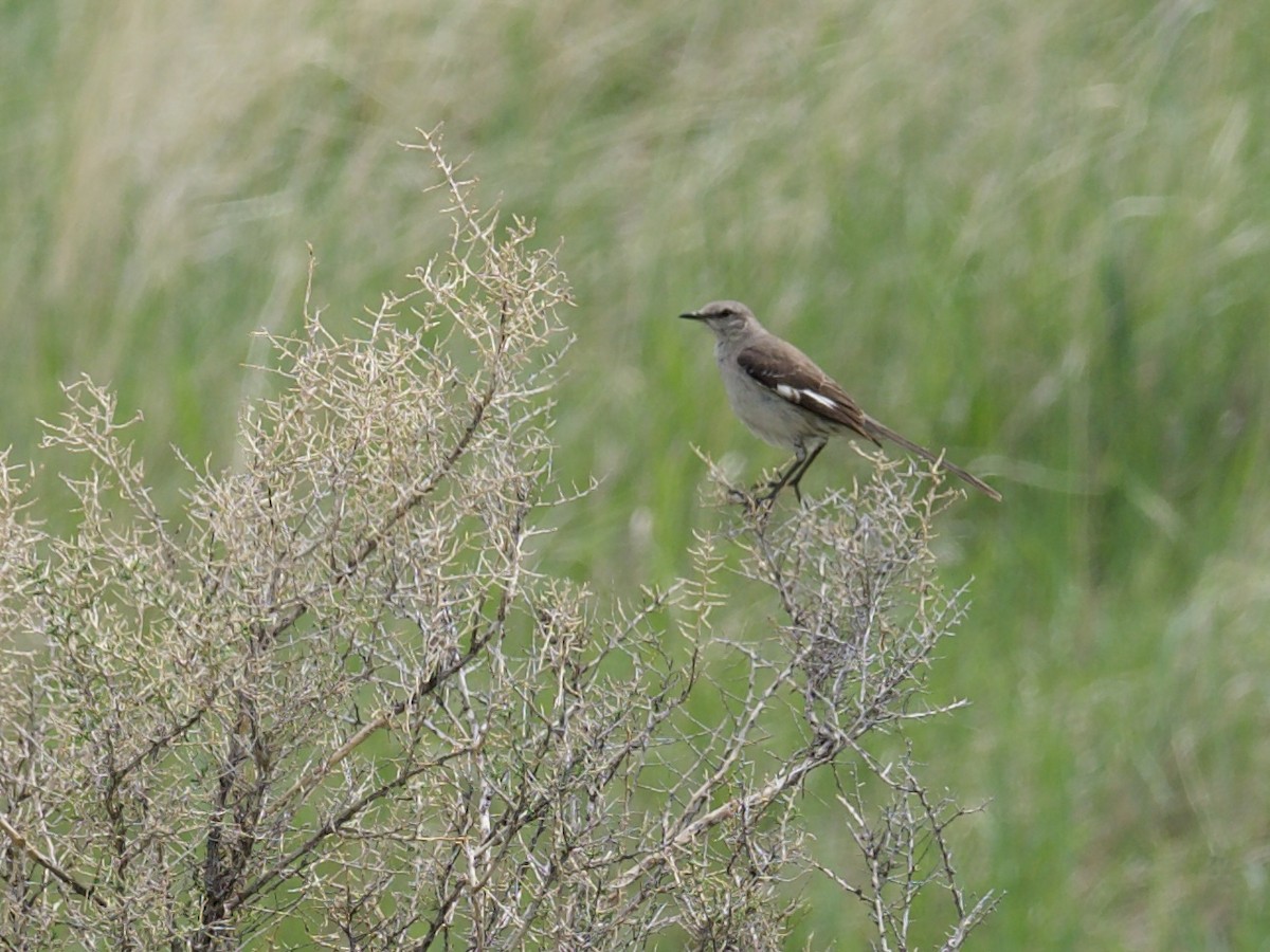 Northern Mockingbird - ML576765711