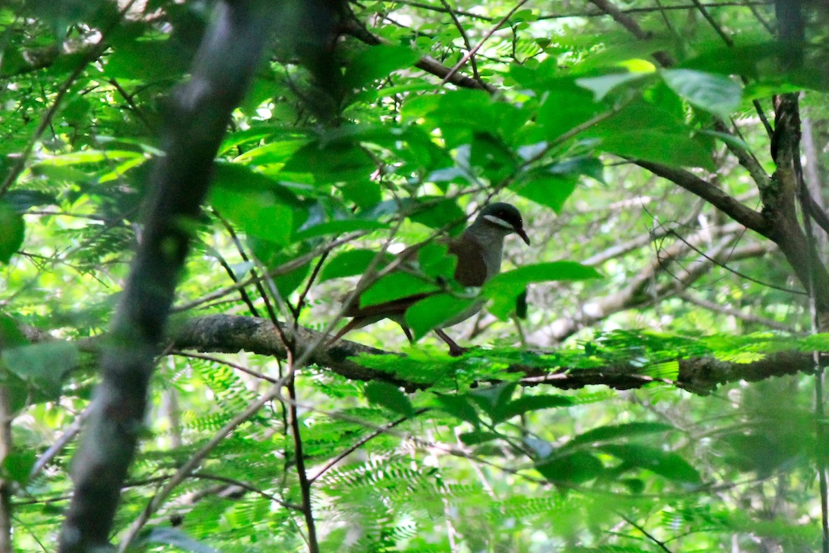 Key West Quail-Dove - ML576765741