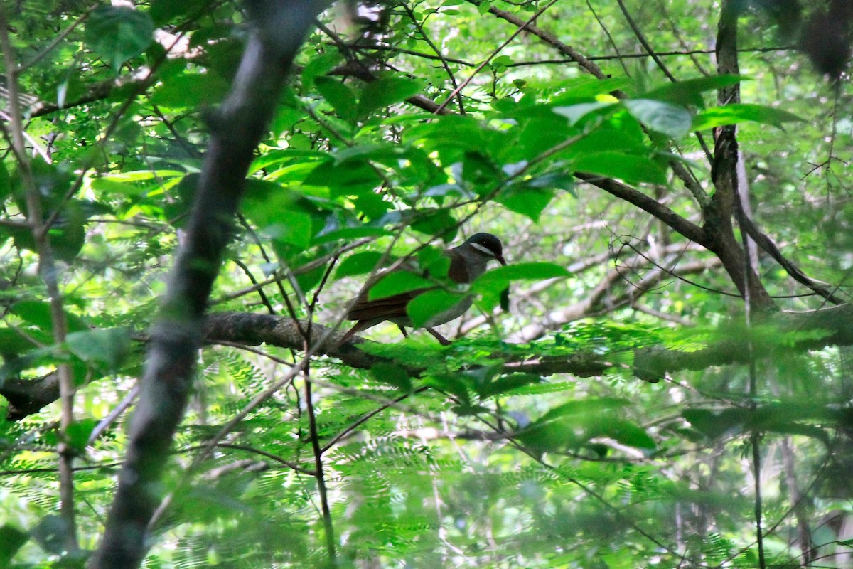 Key West Quail-Dove - ML576765751