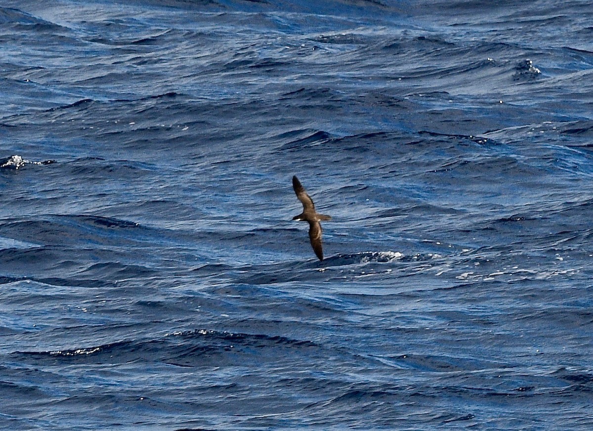 Tropical Shearwater - ML576766091