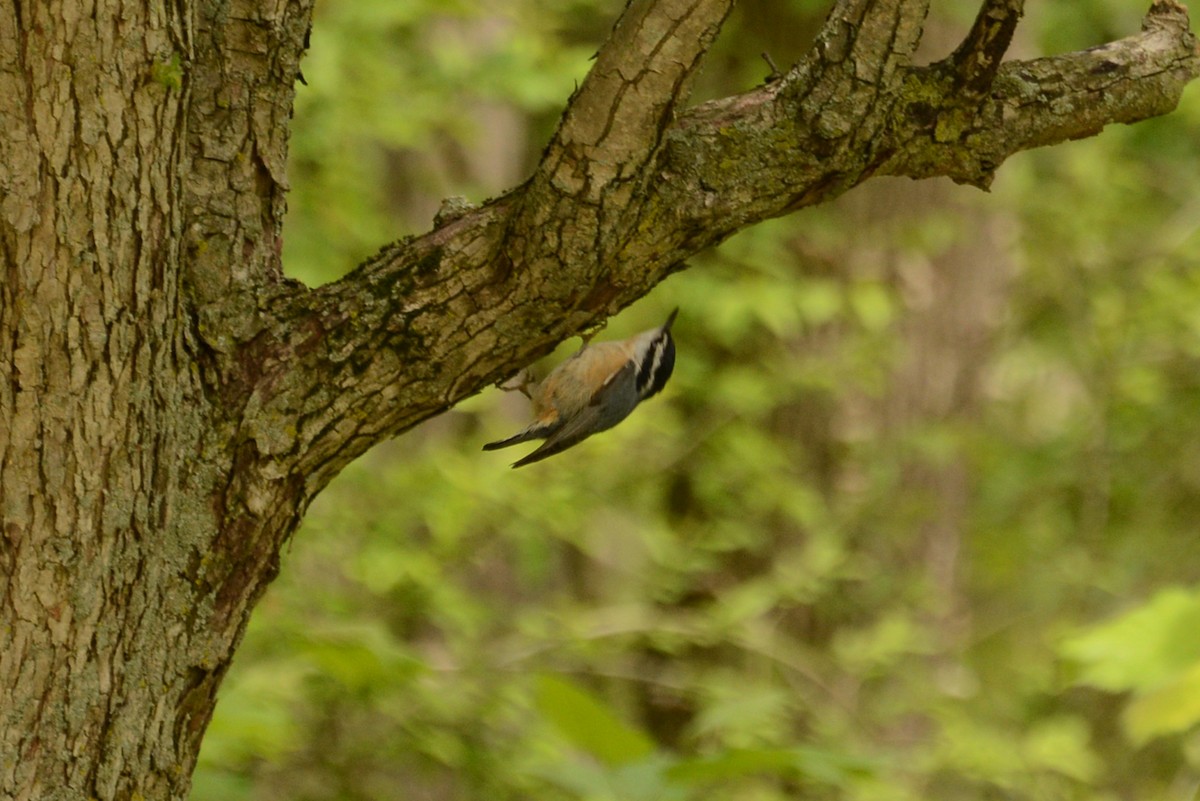 Red-breasted Nuthatch - ML57676631
