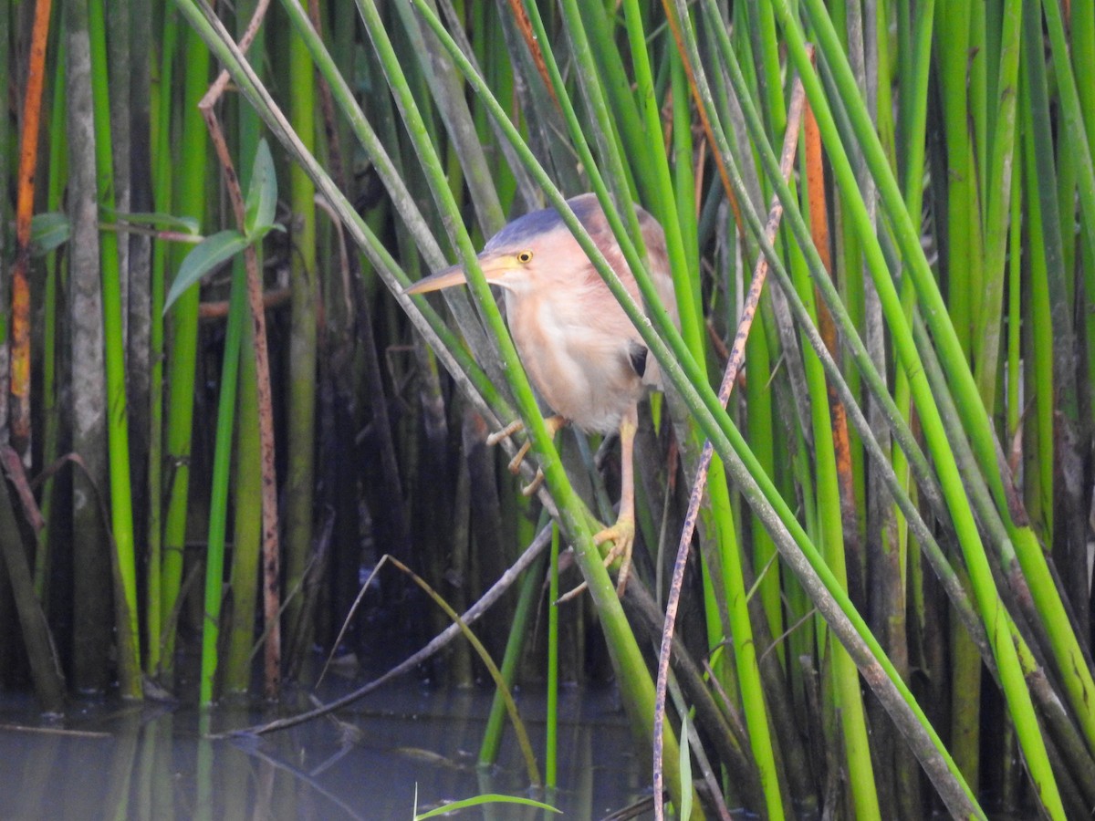 Yellow Bittern - Madhu Gupta