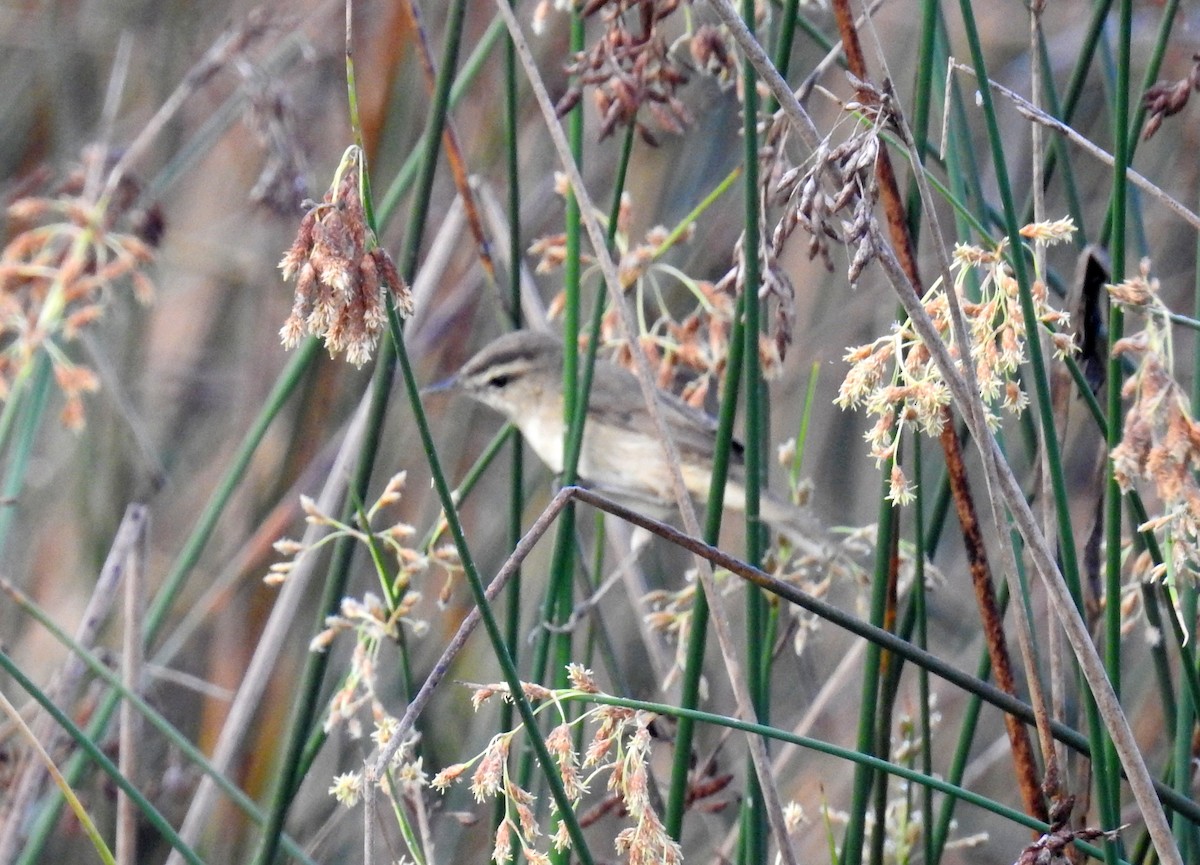 Black-browed Reed Warbler - ML576767191