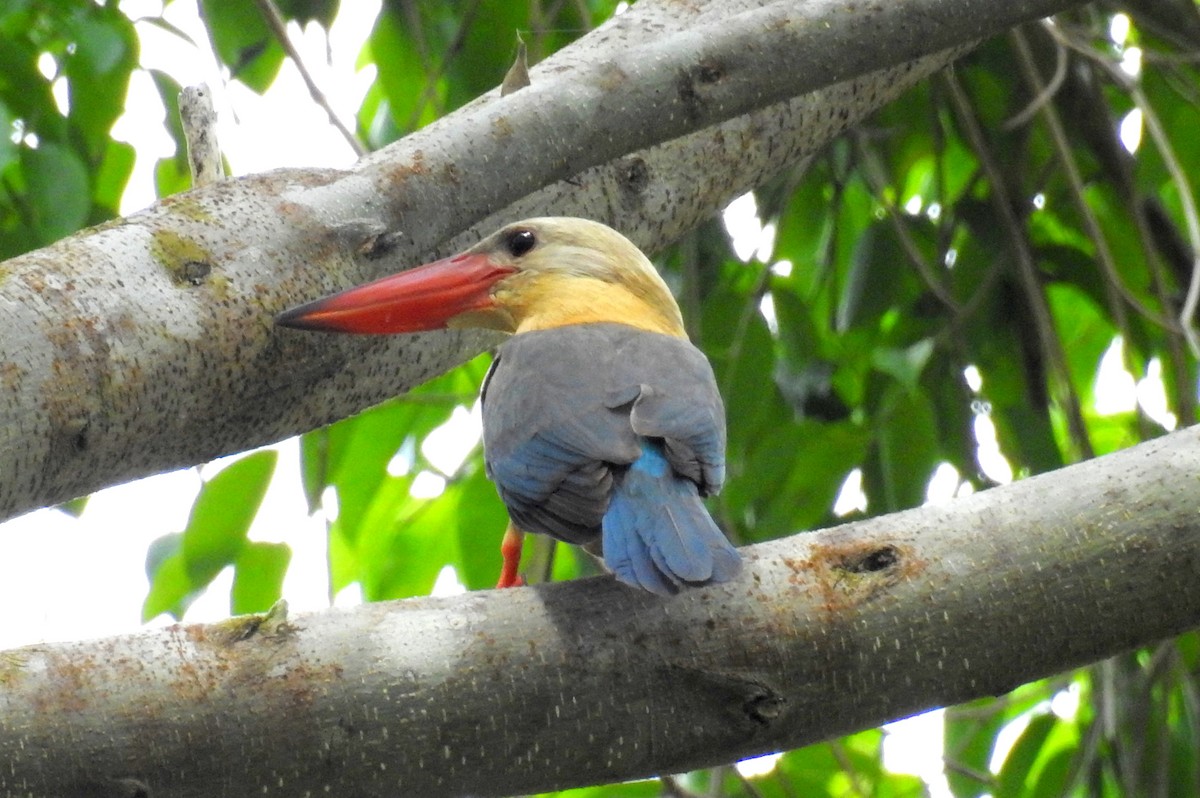 Stork-billed Kingfisher - Madhu Gupta